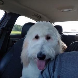 Meet your Posher, Amanda